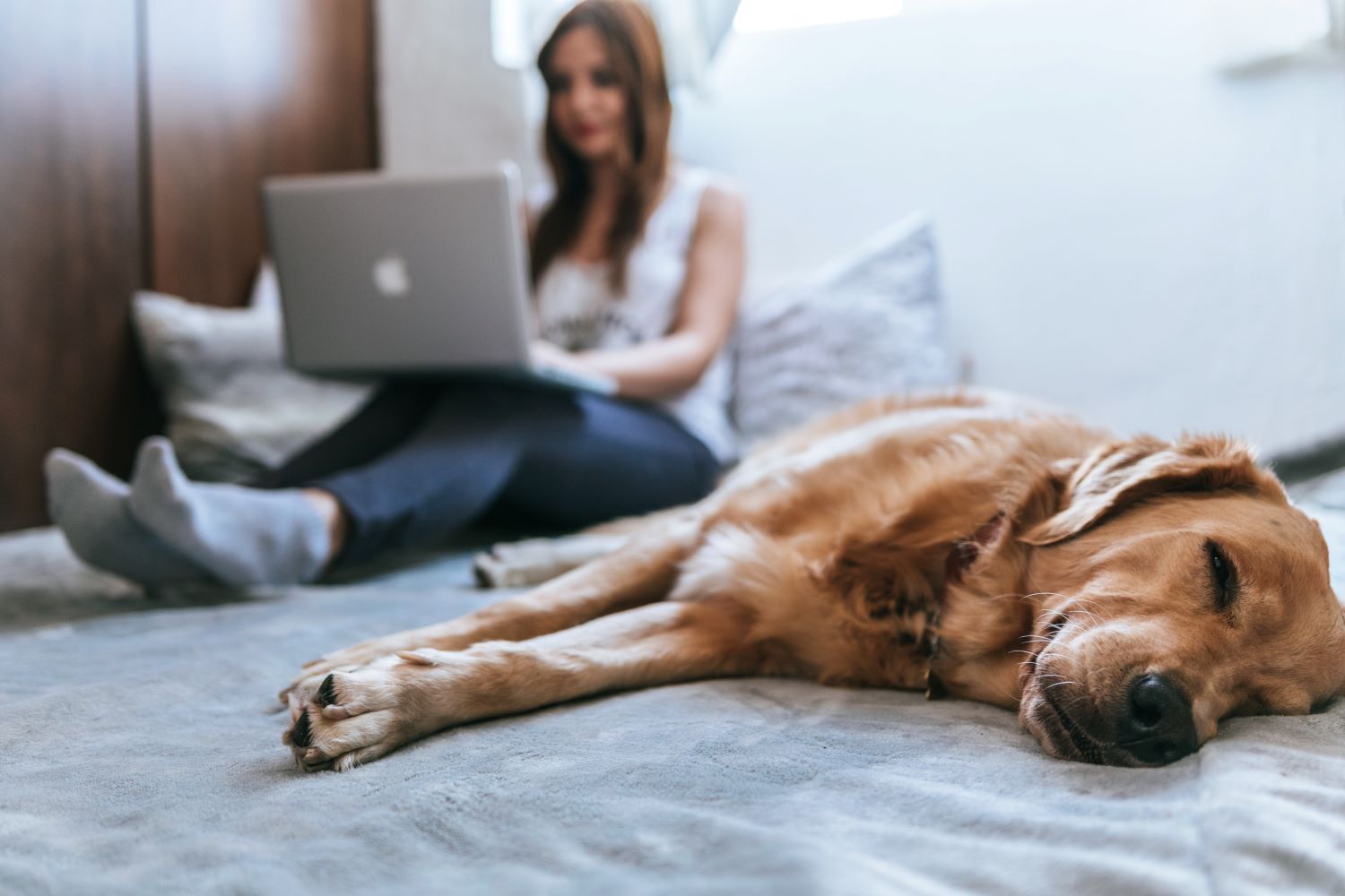 Assurer son animal de compagnie avec Audita